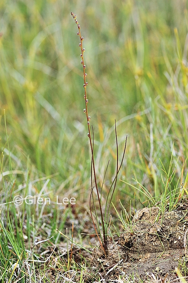 Triglochin palustris photos Saskatchewan Wildflowers